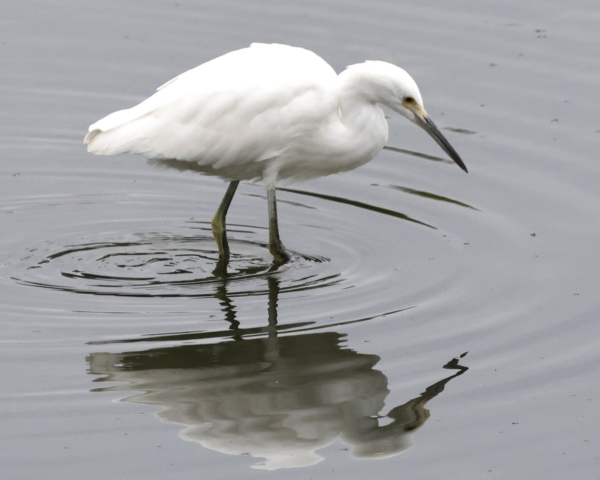 Snowy Egret - ML641732980