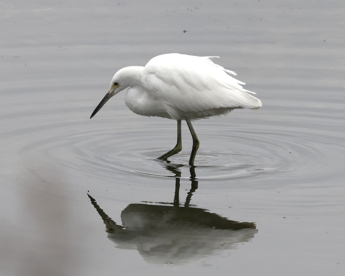 Snowy Egret - ML641732981