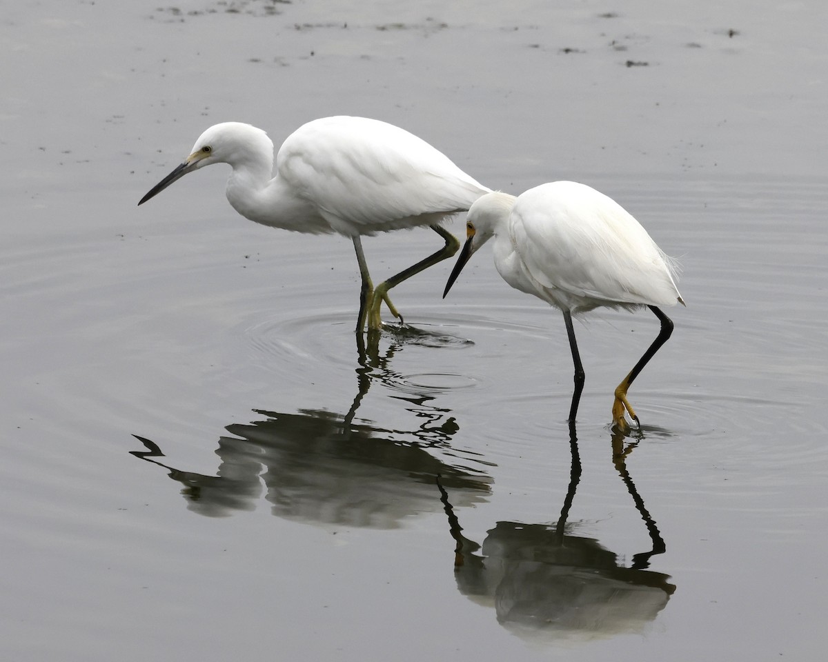 Snowy Egret - ML641732982