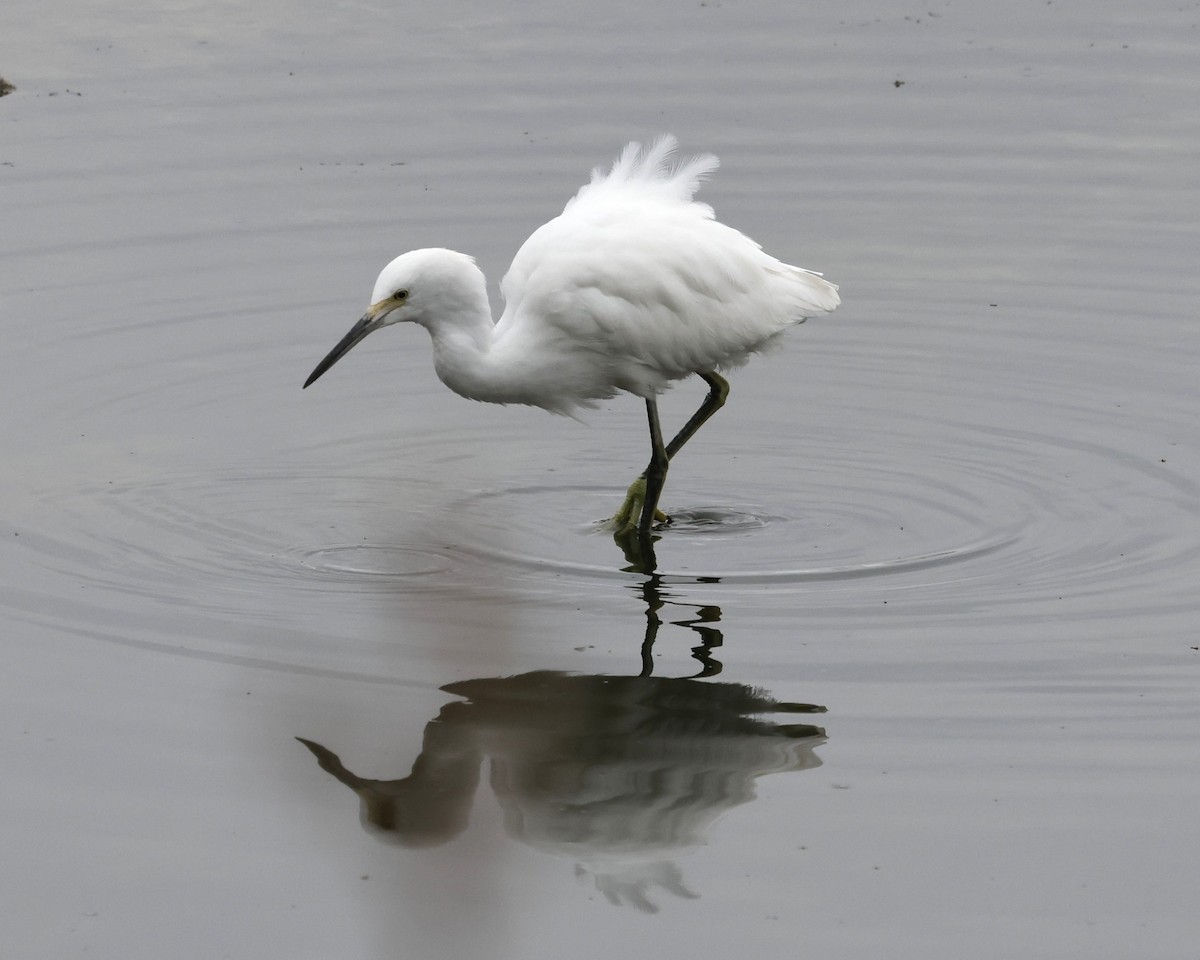 Snowy Egret - ML641732983