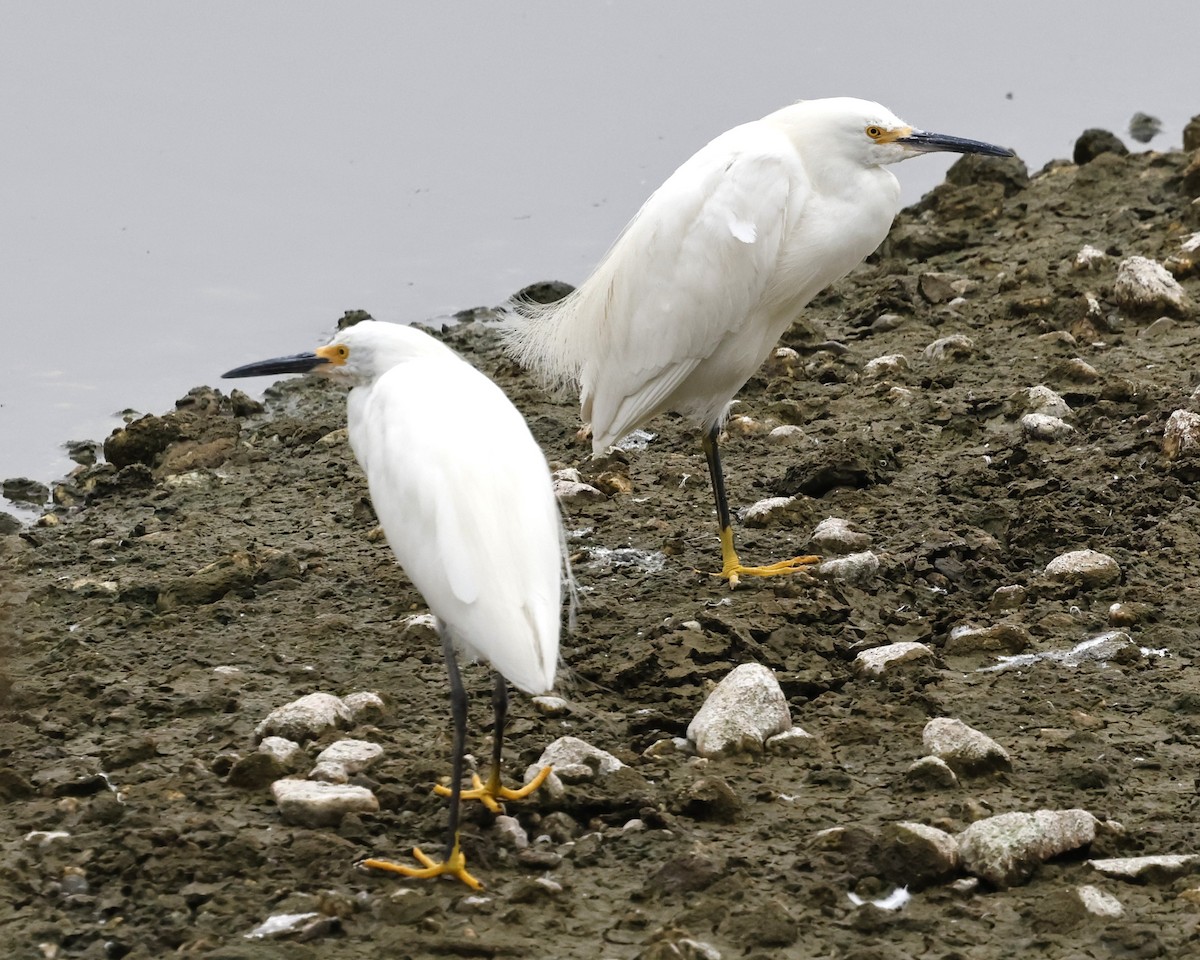 Snowy Egret - ML641732984