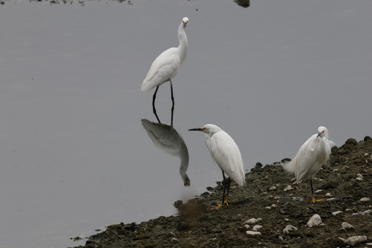 Snowy Egret - ML641732985