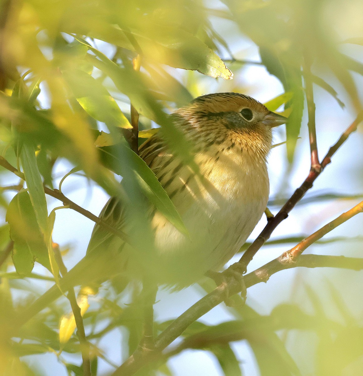 LeConte's Sparrow - ML641733012