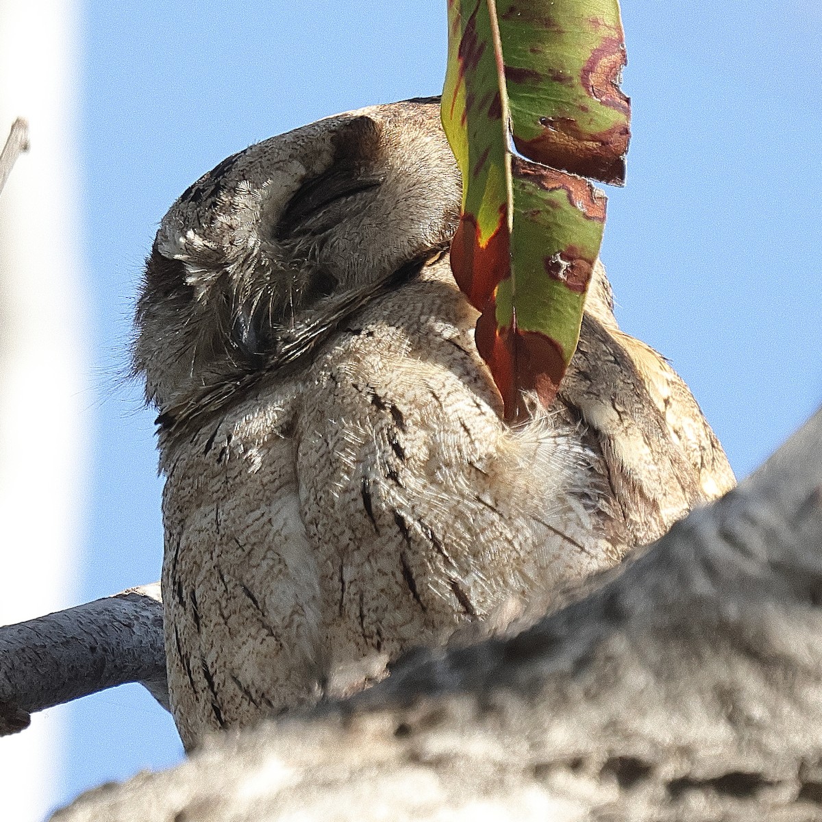 Indian Scops-Owl - ML641733017