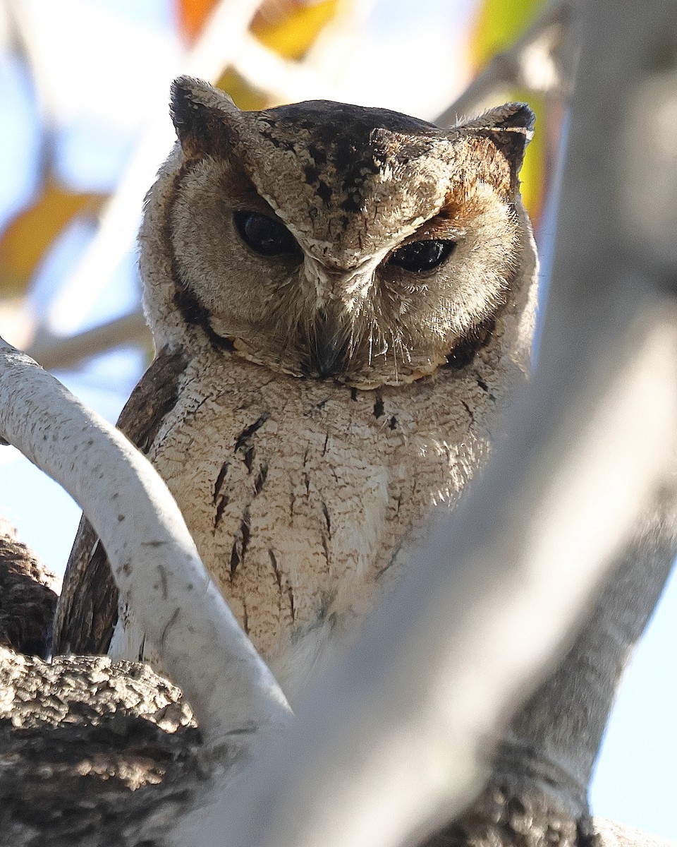 Indian Scops-Owl - ML641733018