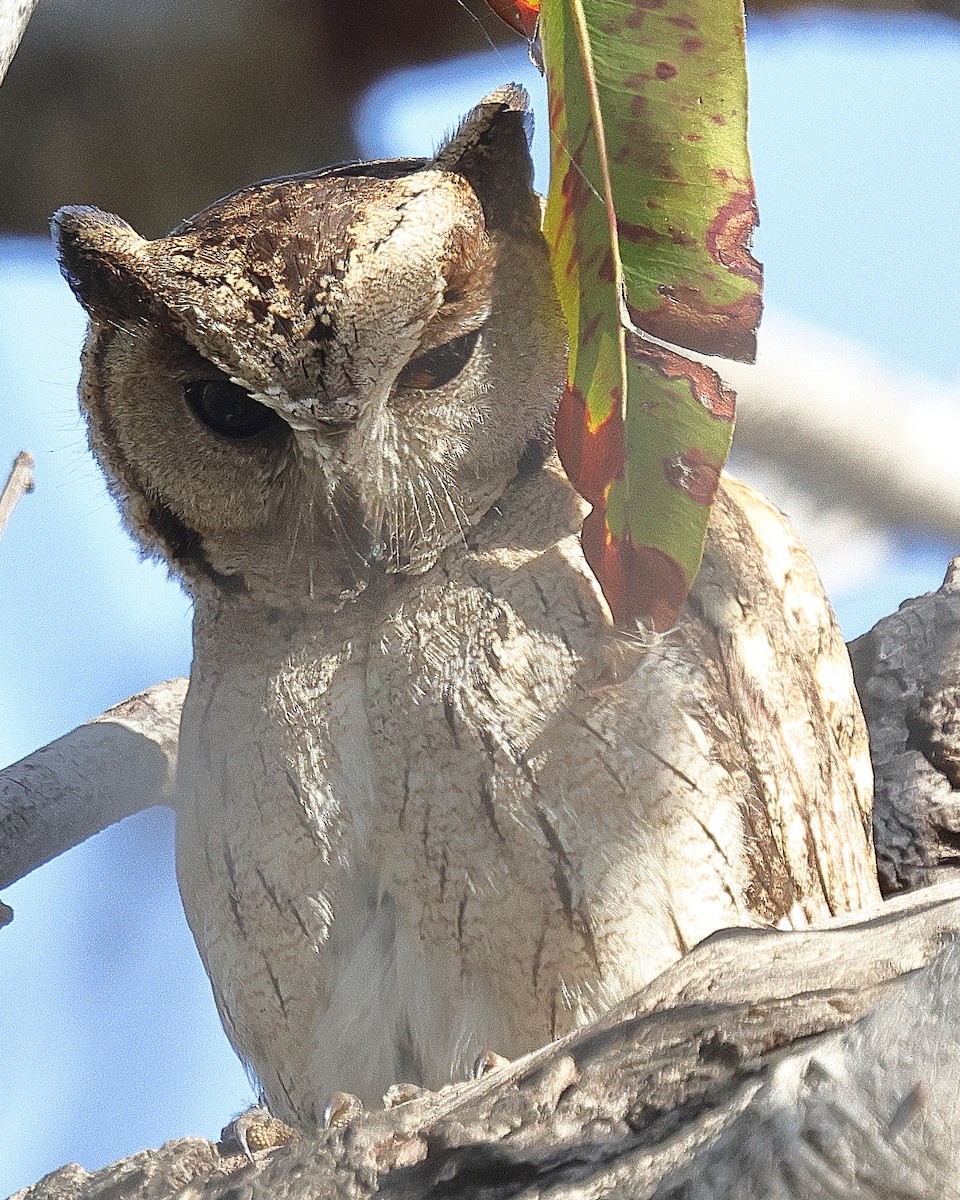Indian Scops-Owl - ML641733019