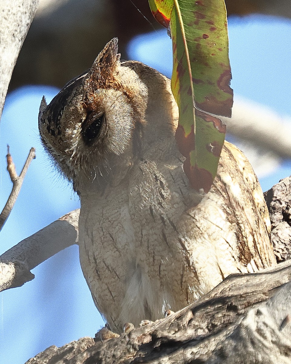 Indian Scops-Owl - ML641733023