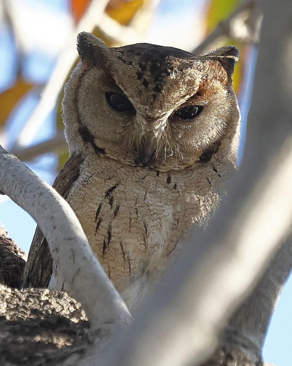 Indian Scops-Owl - ML641733025