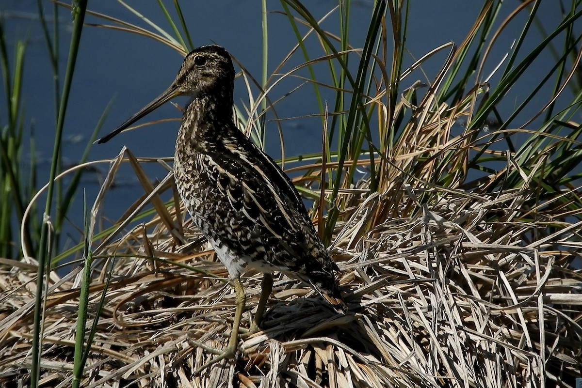 Pantanal Snipe - ML641733029