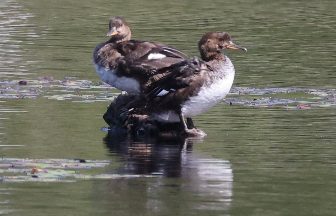 Hooded Merganser - ML641733043