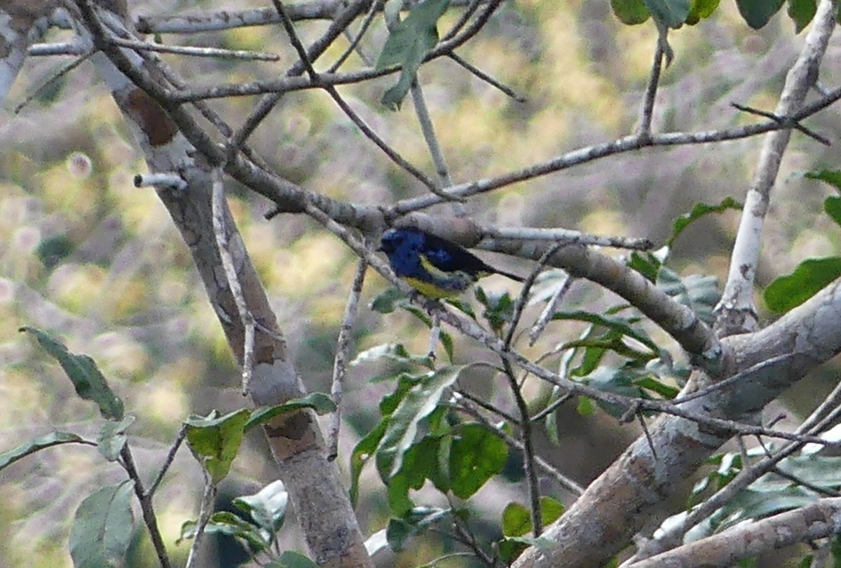 Turquoise Tanager - ML641733080