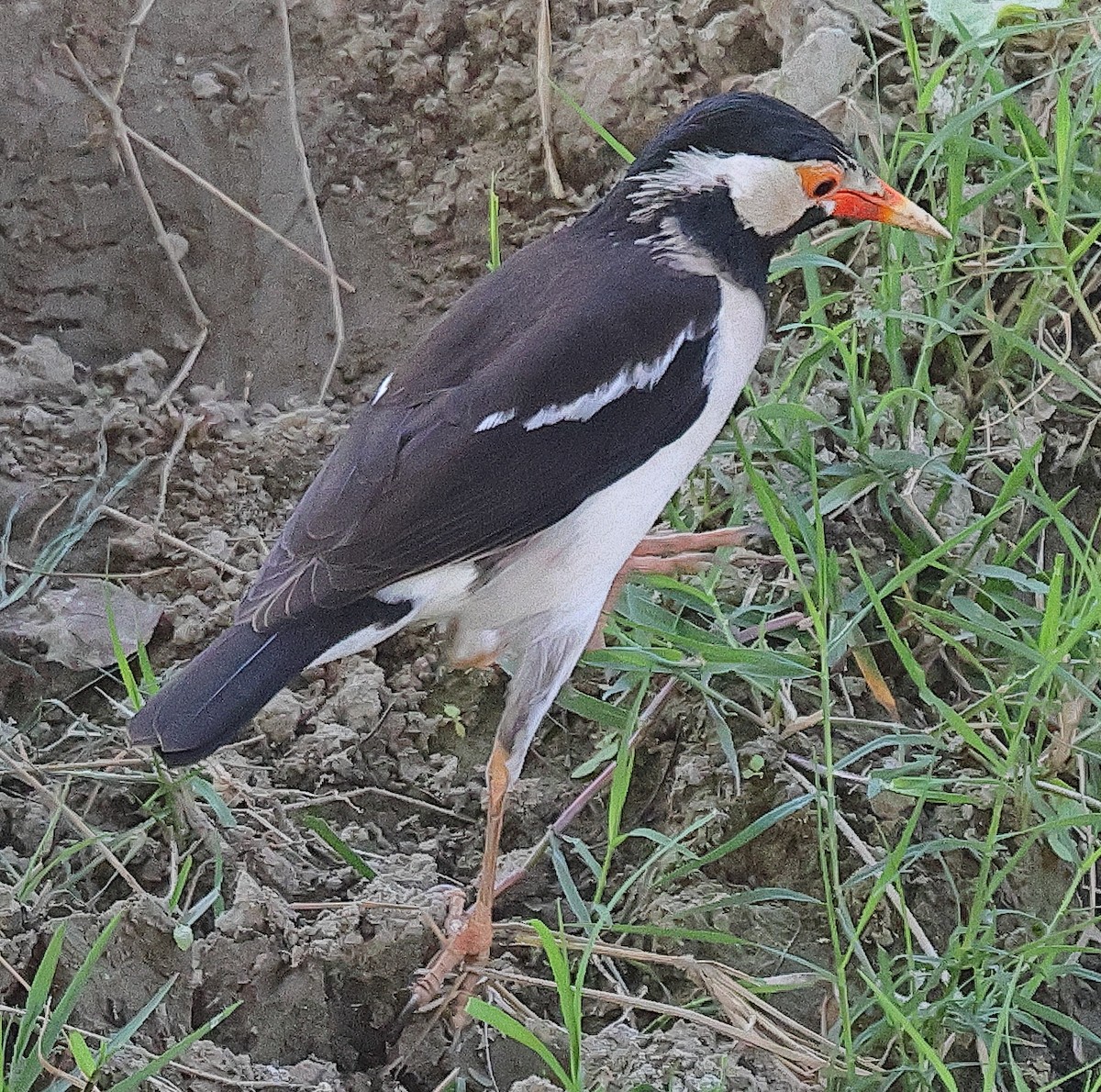 Indian Pied Starling - ML641733118