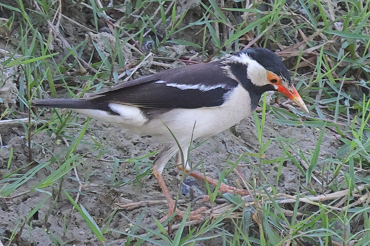 Indian Pied Starling - ML641733119