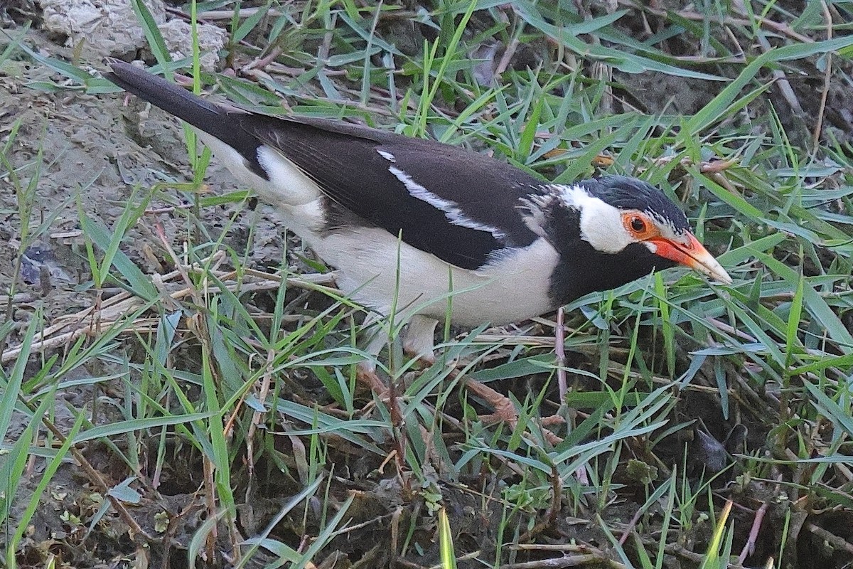 Indian Pied Starling - ML641733121