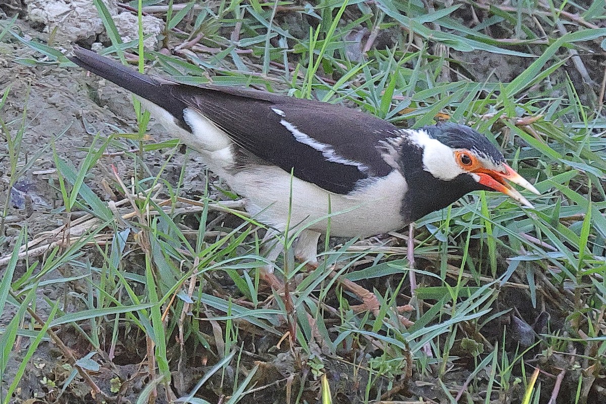 Indian Pied Starling - ML641733122