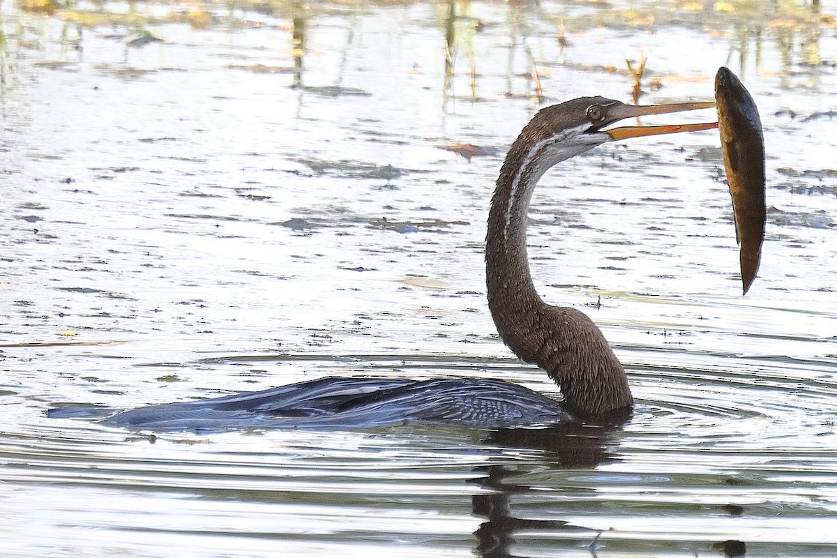 Oriental Darter - ML641733194