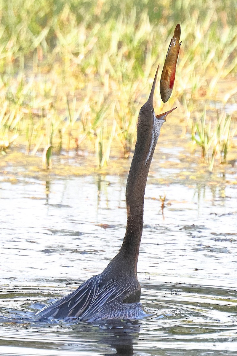 Oriental Darter - ML641733195