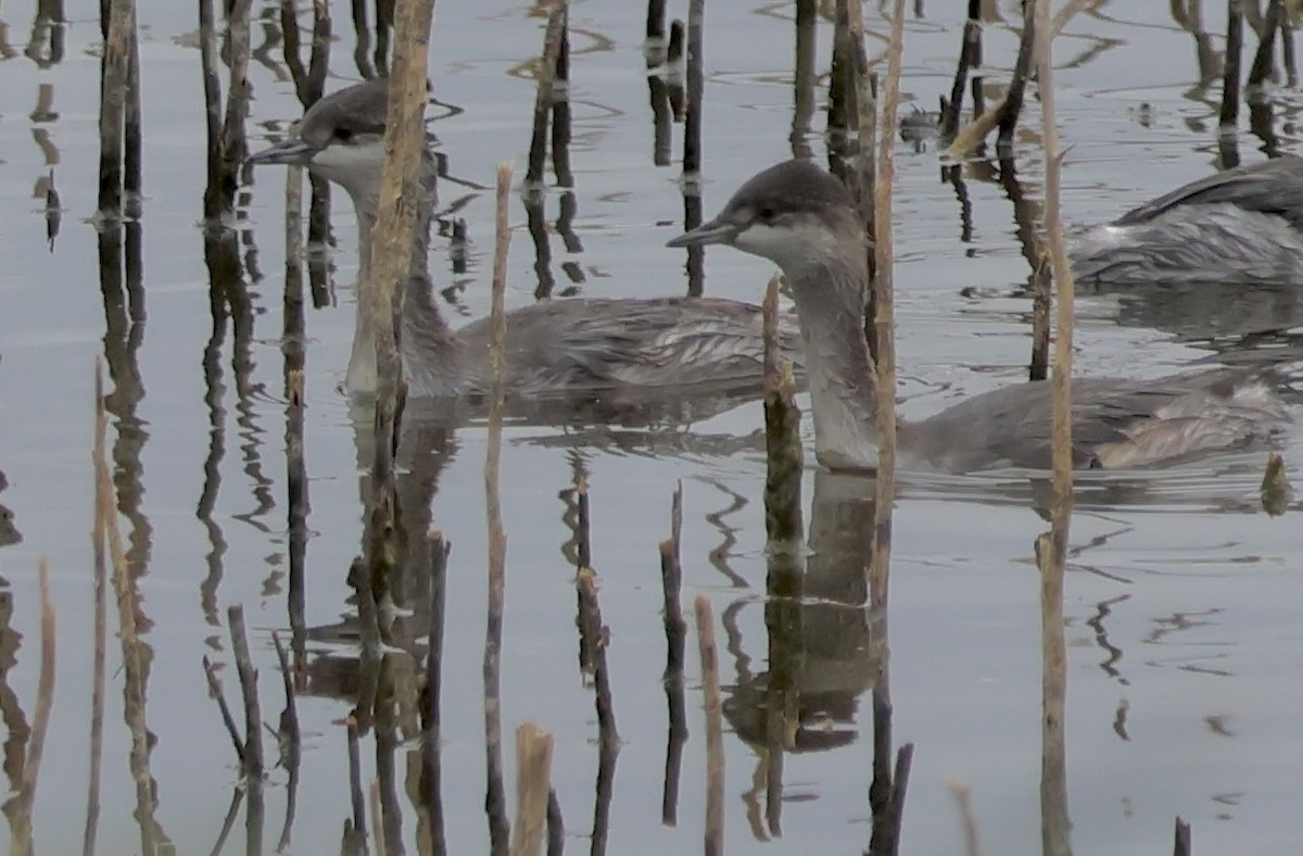 Horned Grebe - ML641733203