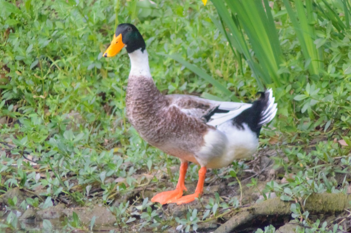 Тэжээмэл нугас - ML641733215