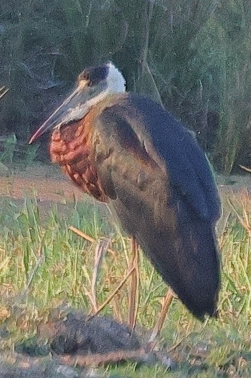 Asian Woolly-necked Stork - ML641733219