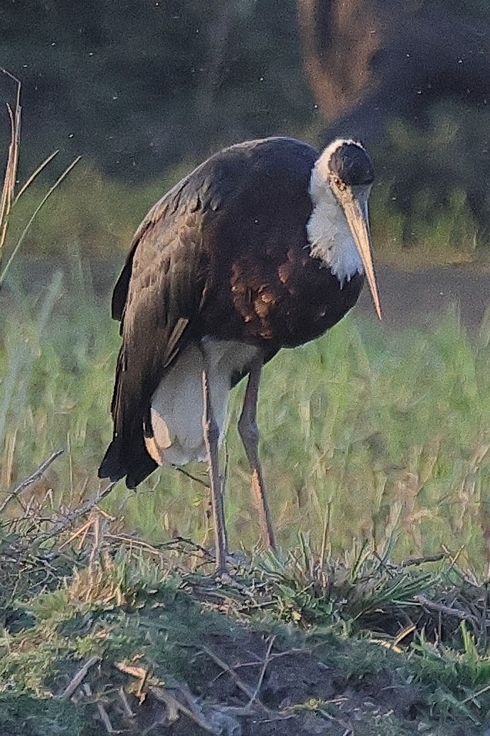 Asian Woolly-necked Stork - ML641733220