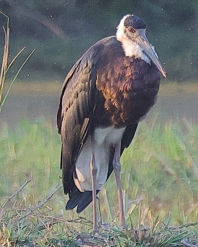 Asian Woolly-necked Stork - ML641733221