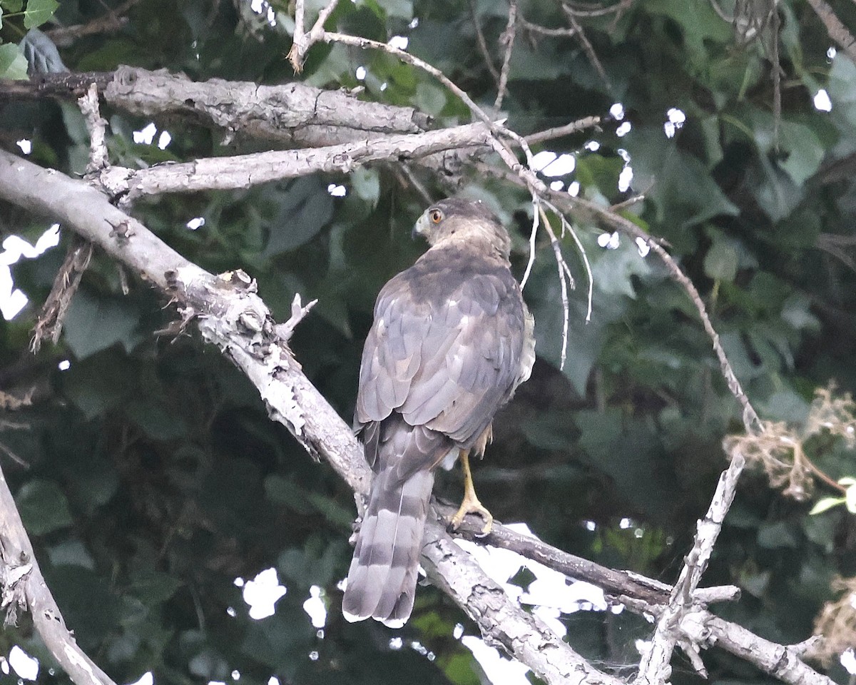 Cooper's Hawk - ML641733229