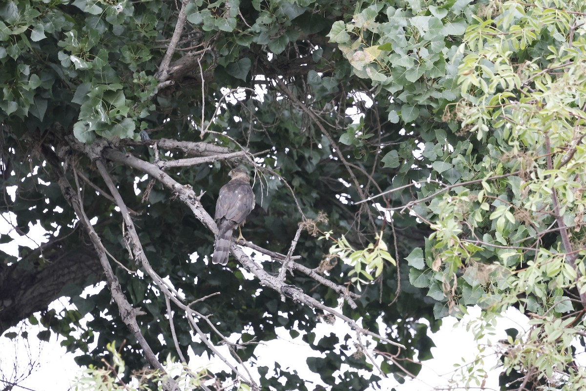 Cooper's Hawk - ML641733231