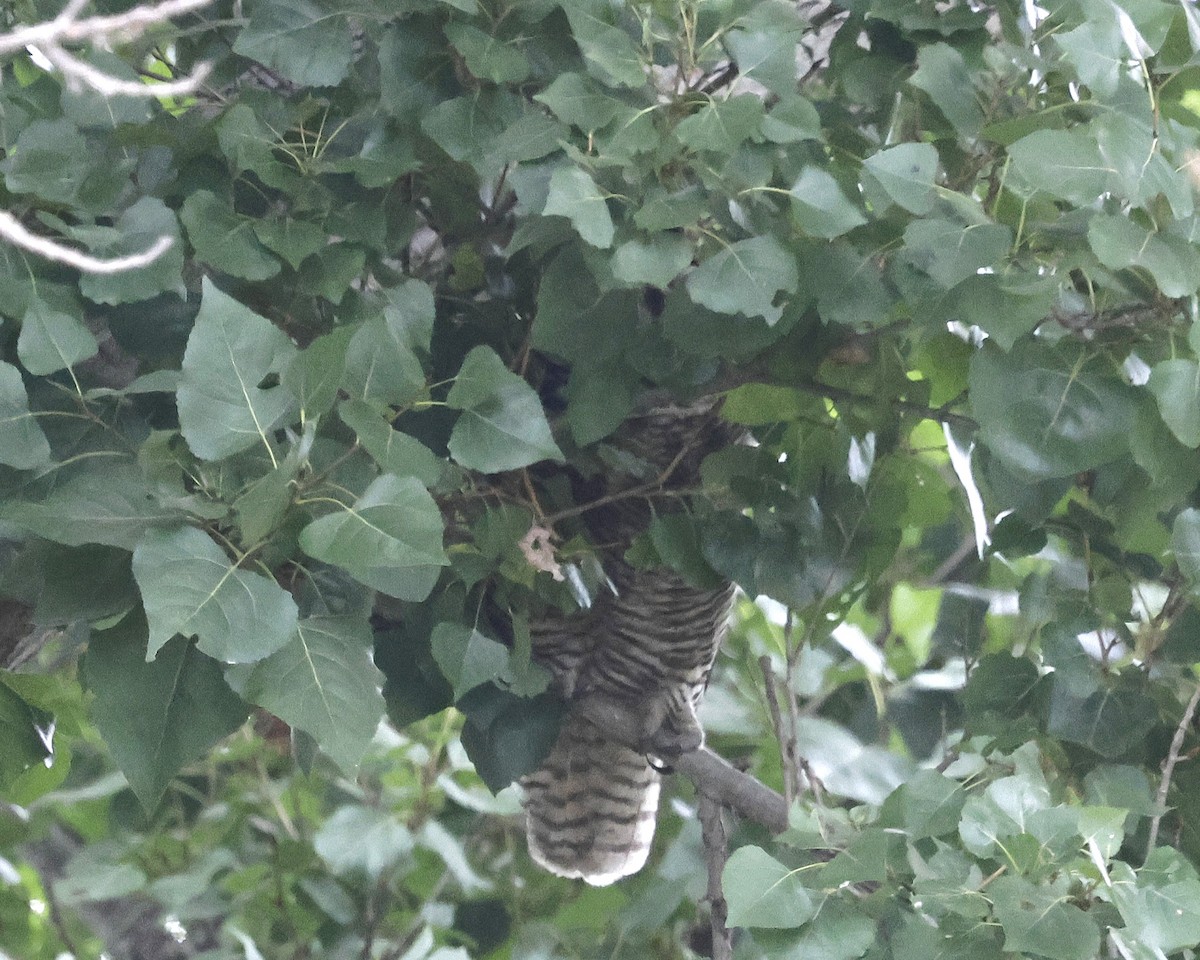 Great Horned Owl - ML641733272