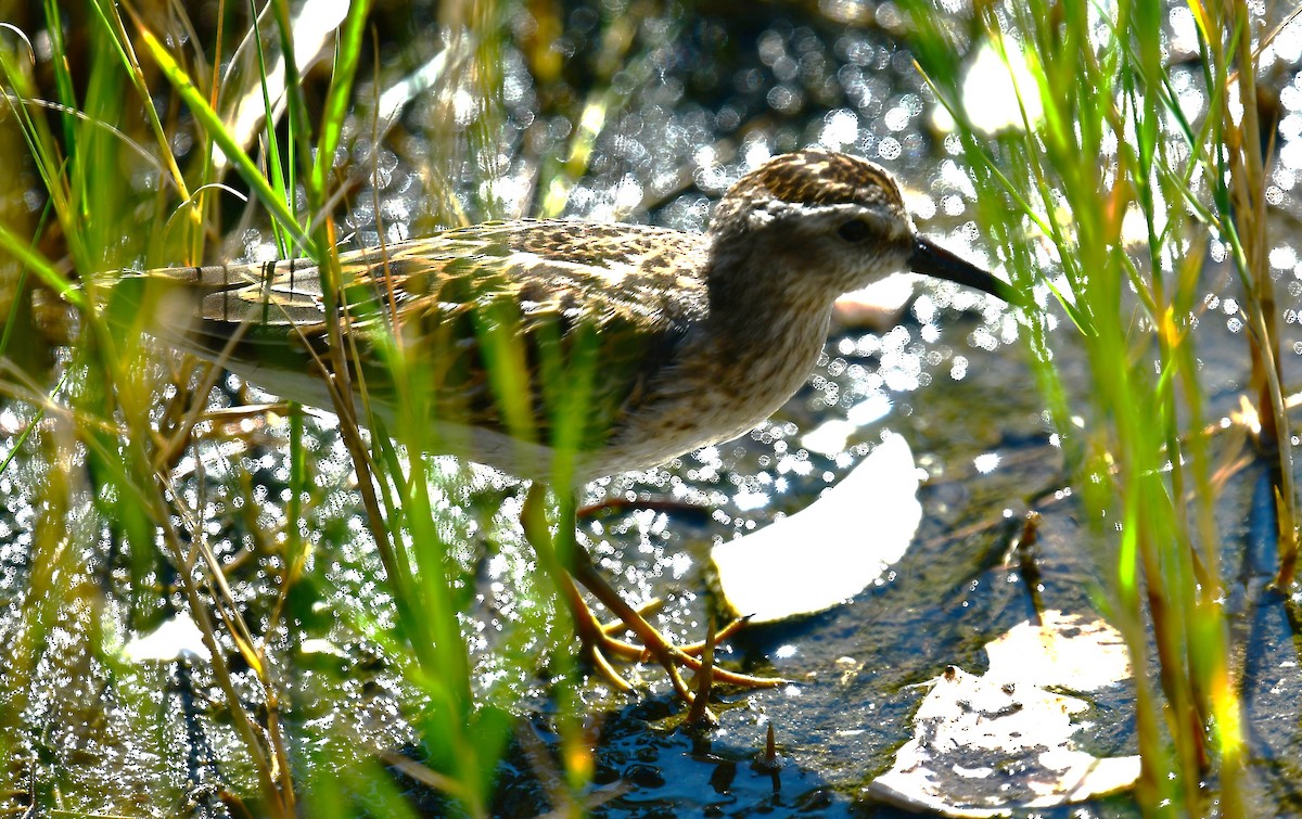 Least Sandpiper - ML641733307