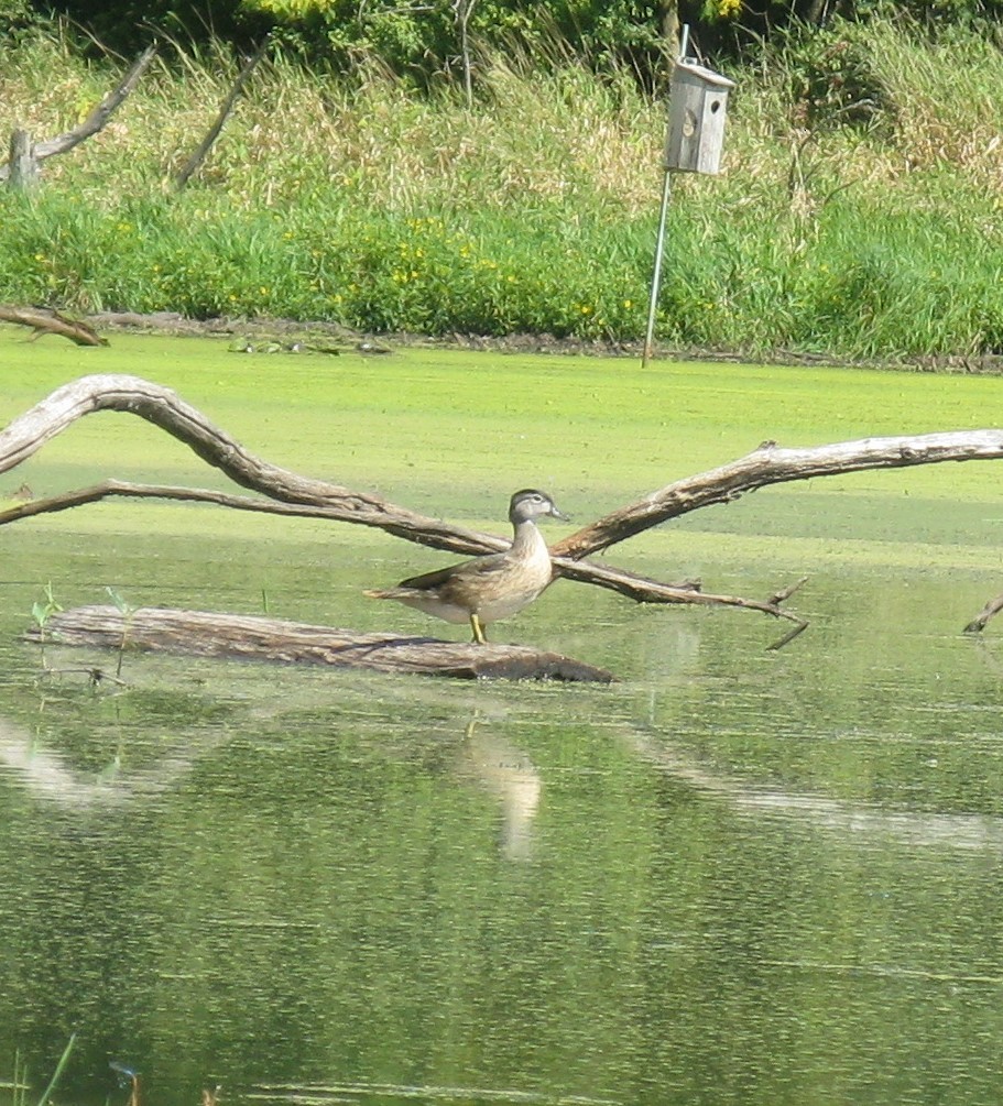 Canard branchu - ML641733312