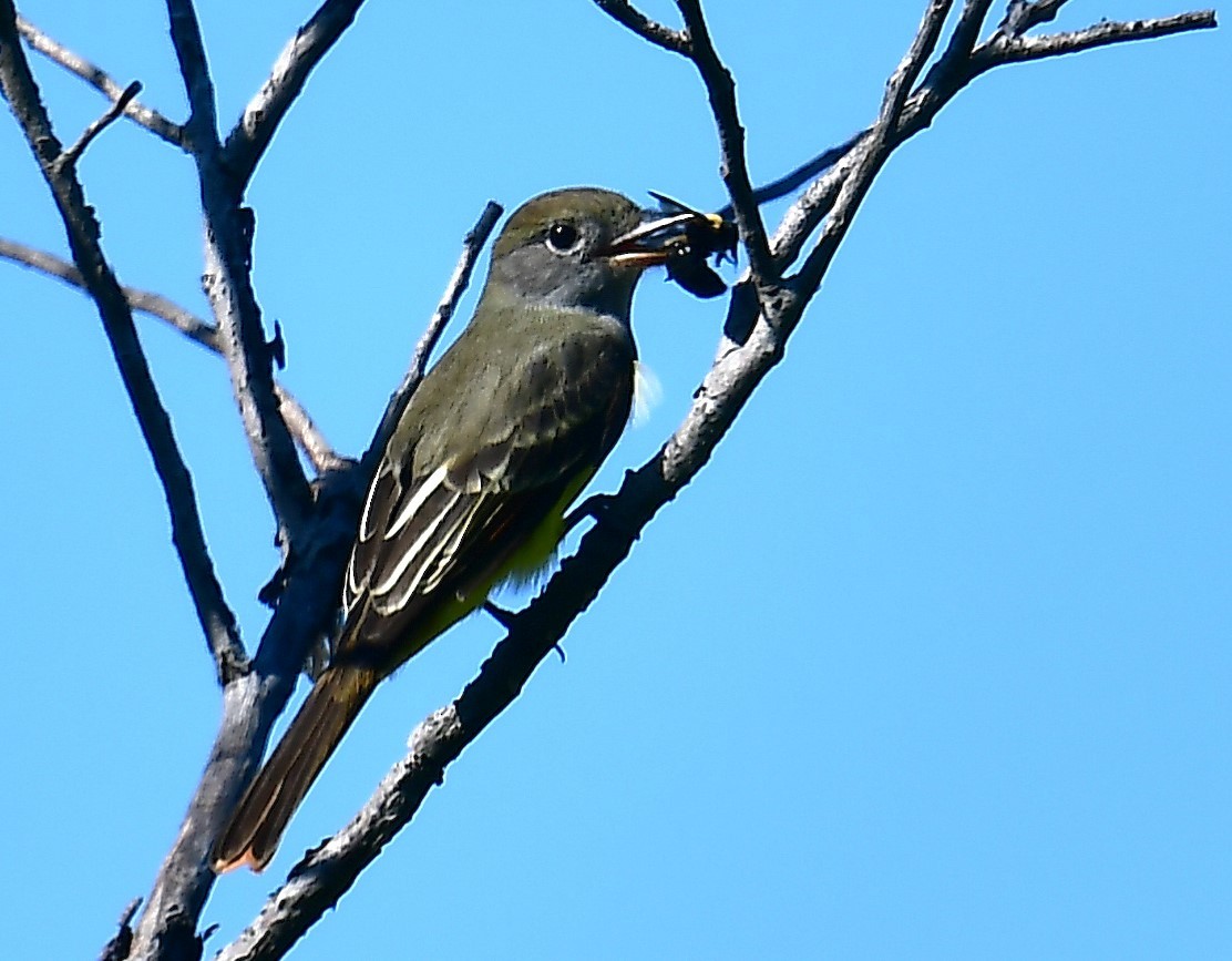 Great Crested Flycatcher - ML641733314