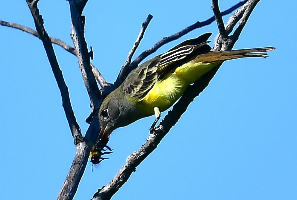 Great Crested Flycatcher - ML641733321