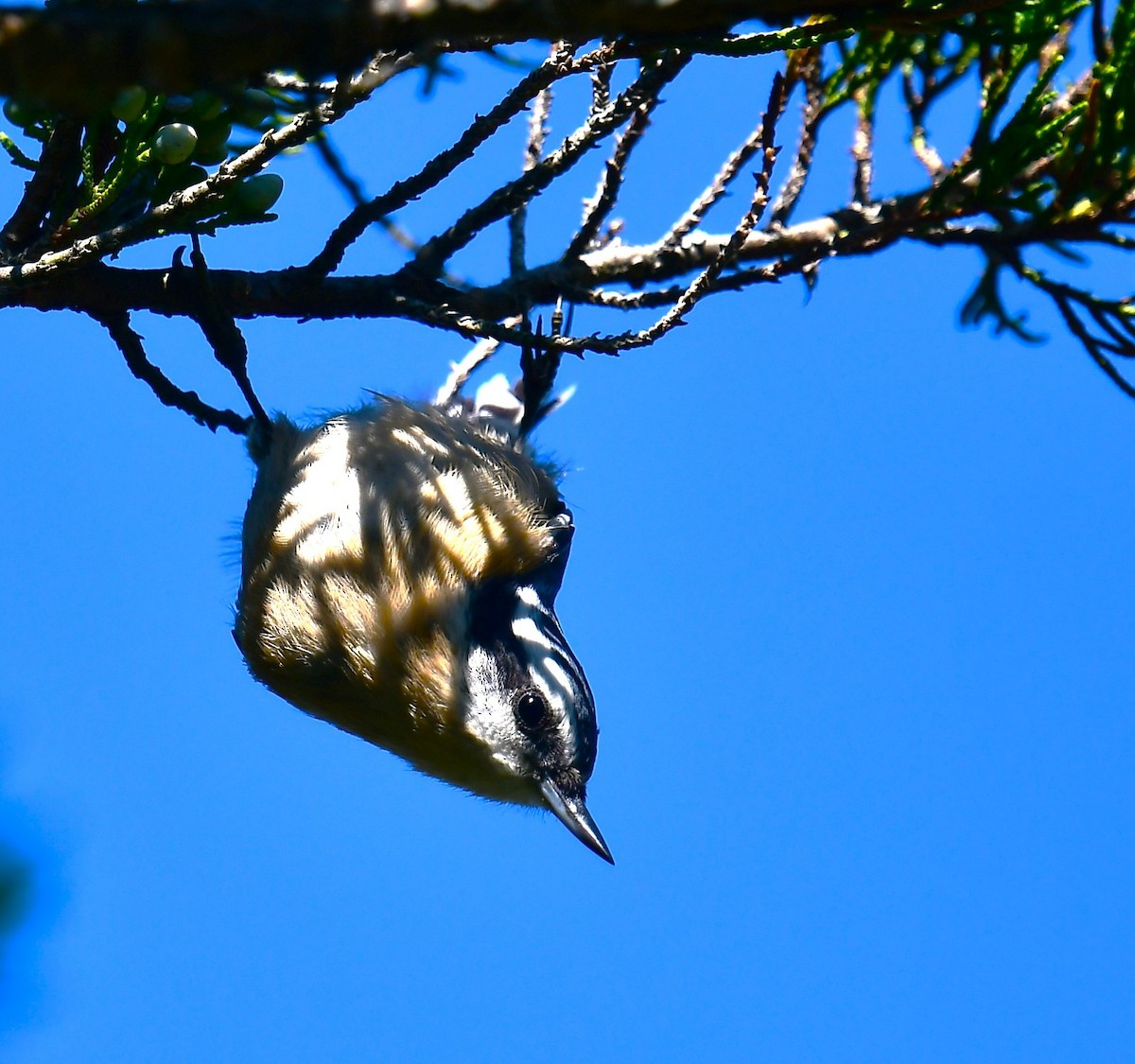Red-breasted Nuthatch - ML641733340