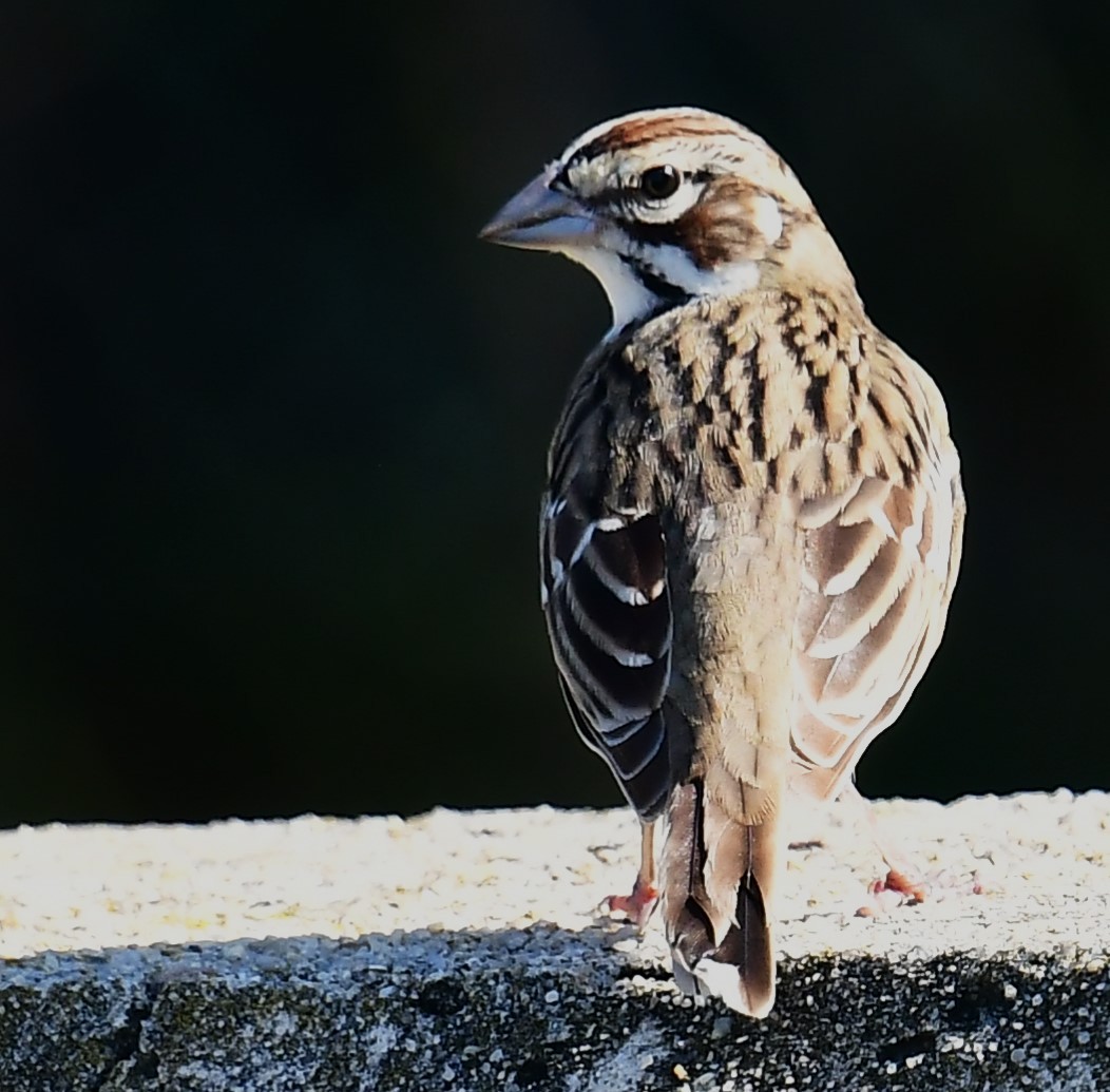 Lark Sparrow - ML641733356