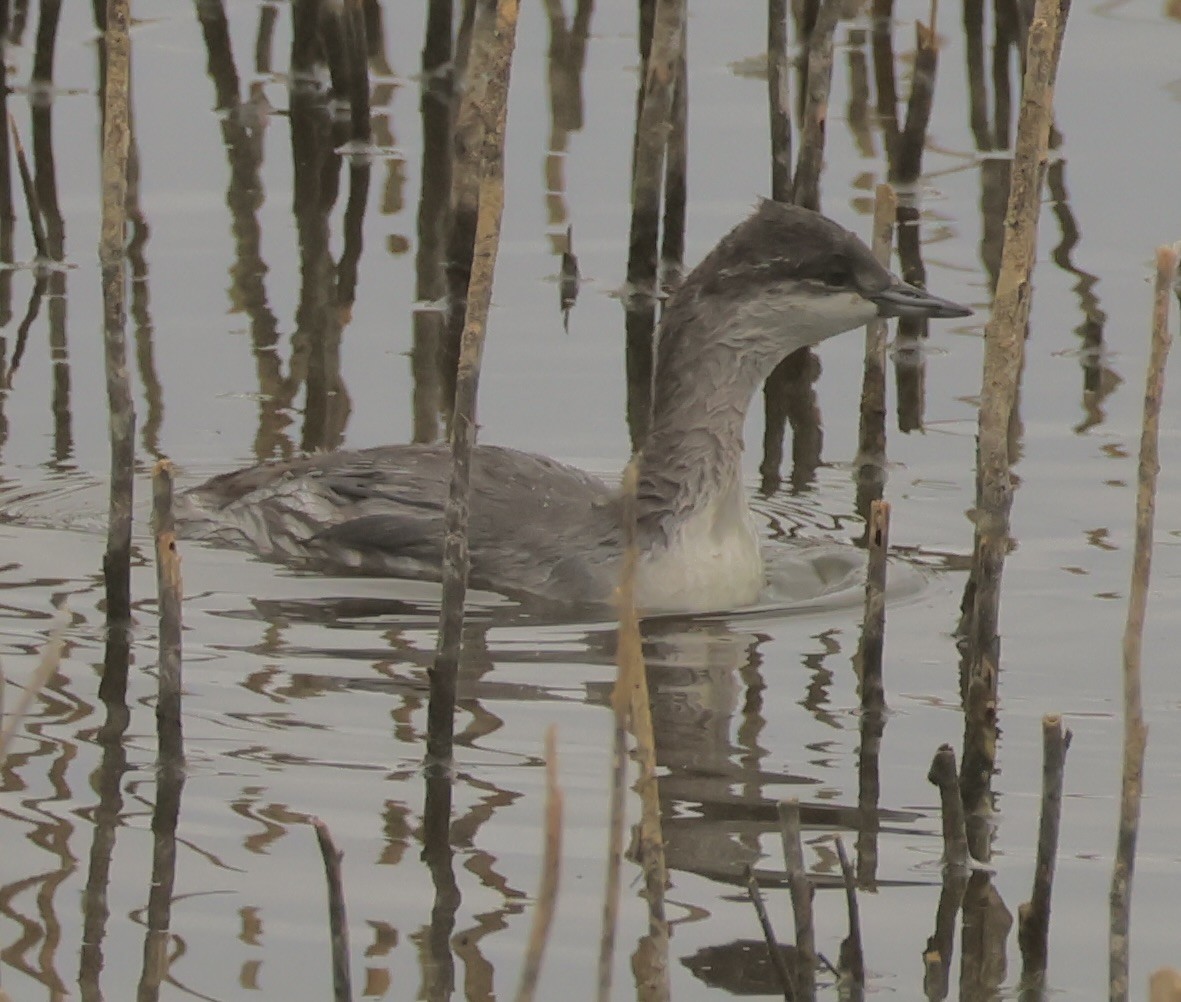 Horned Grebe - ML641733363