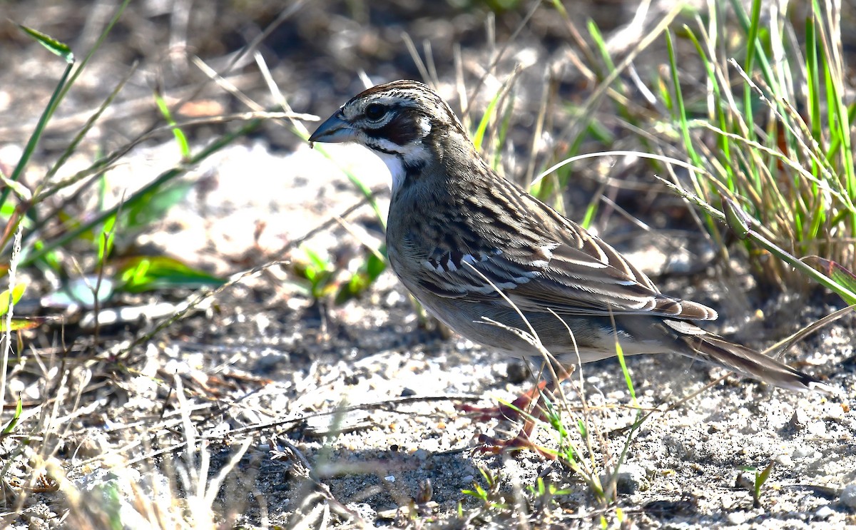 Lark Sparrow - ML641733367