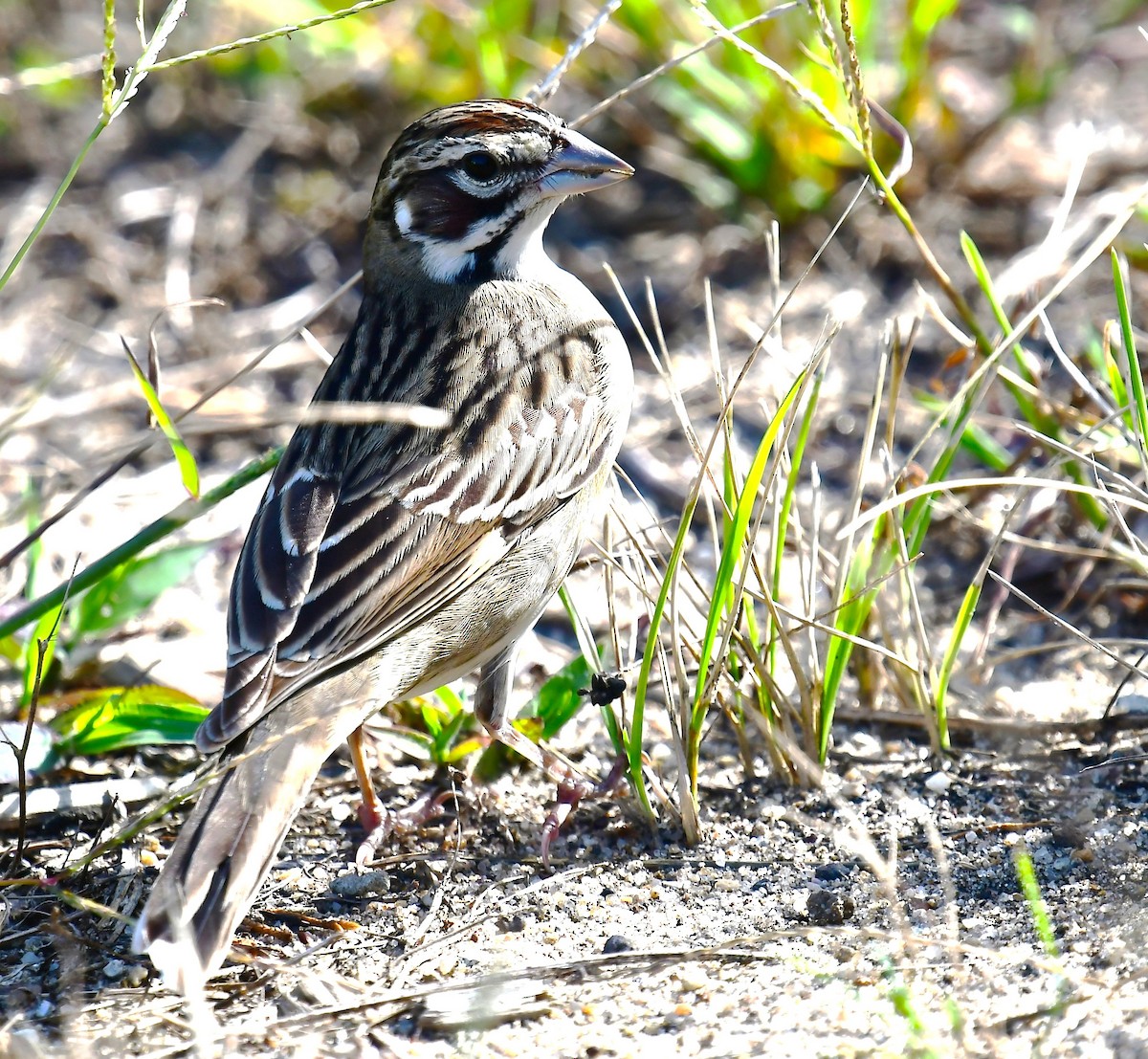 Lark Sparrow - ML641733375