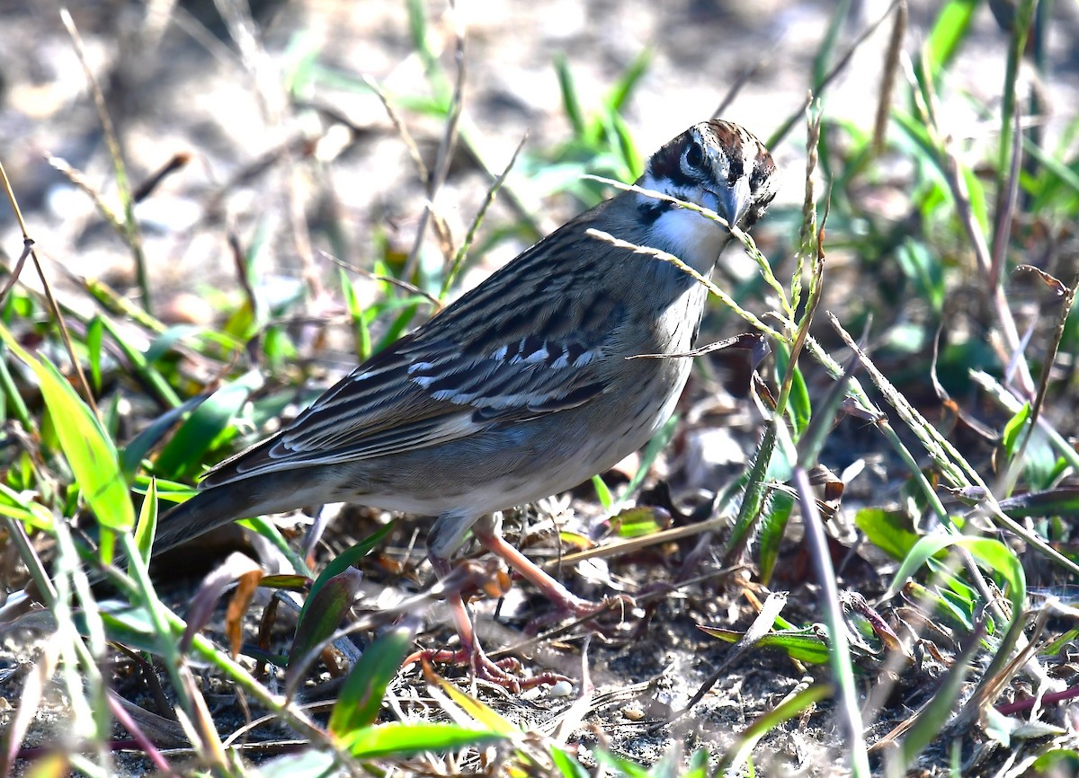Lark Sparrow - ML641733380