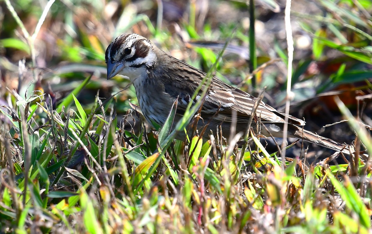 Lark Sparrow - ML641733382