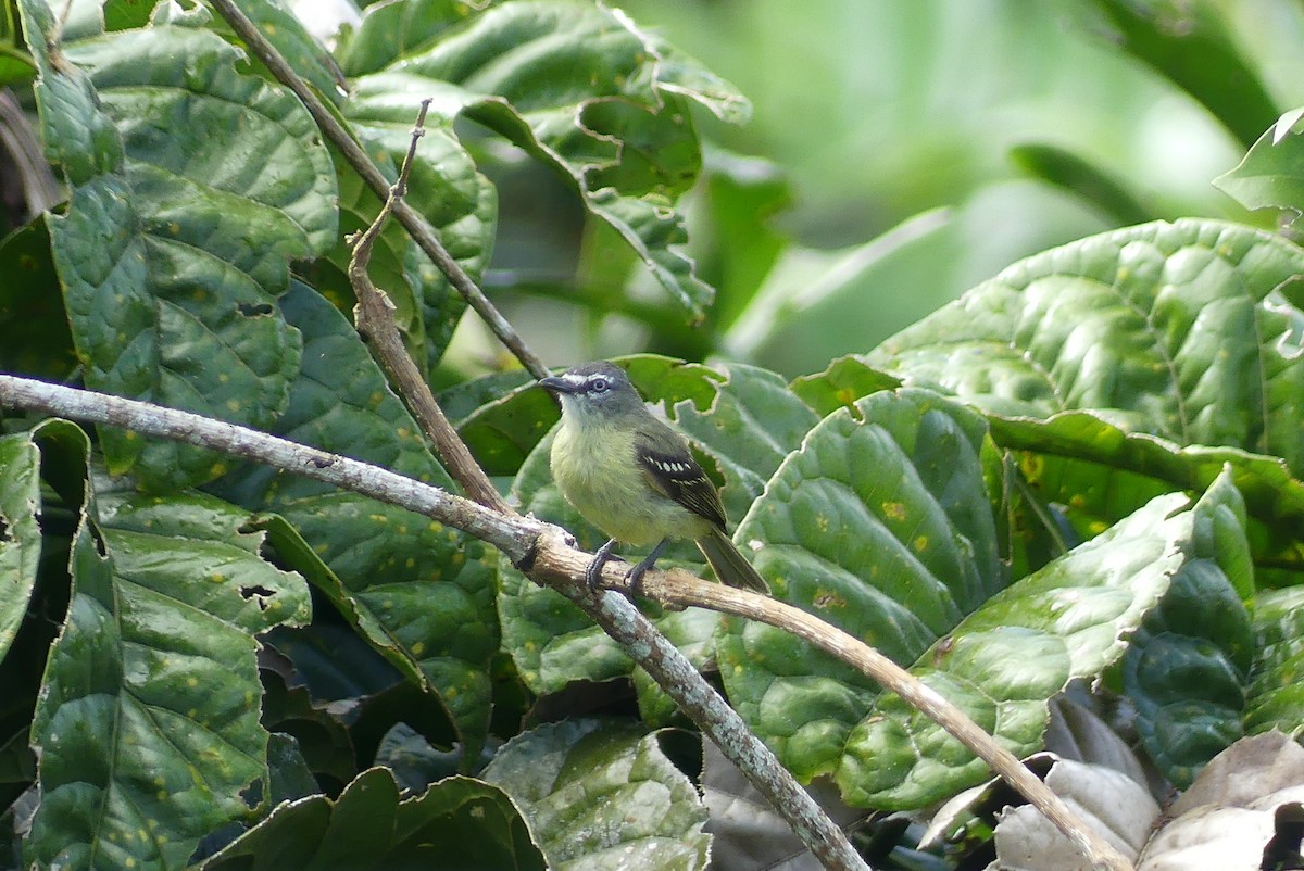 Amazonian Elaenia - ML641733393