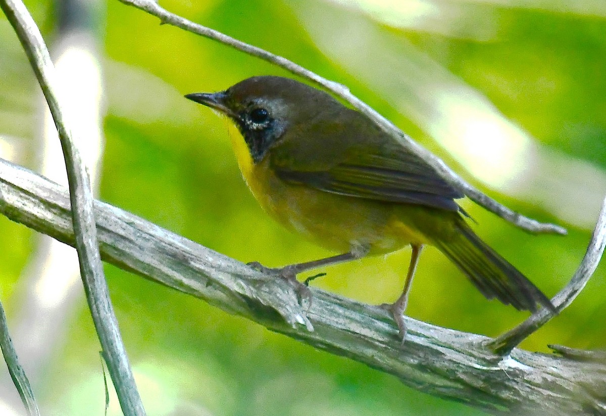 Common Yellowthroat - ML641733396