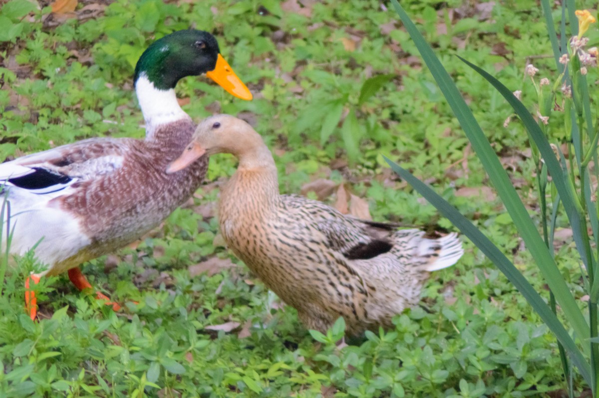 Тэжээмэл нугас - ML641733408