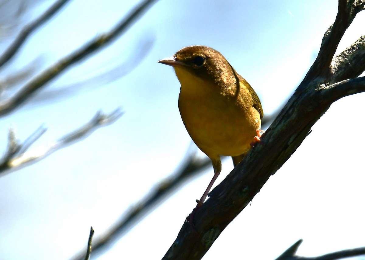 Common Yellowthroat - ML641733411