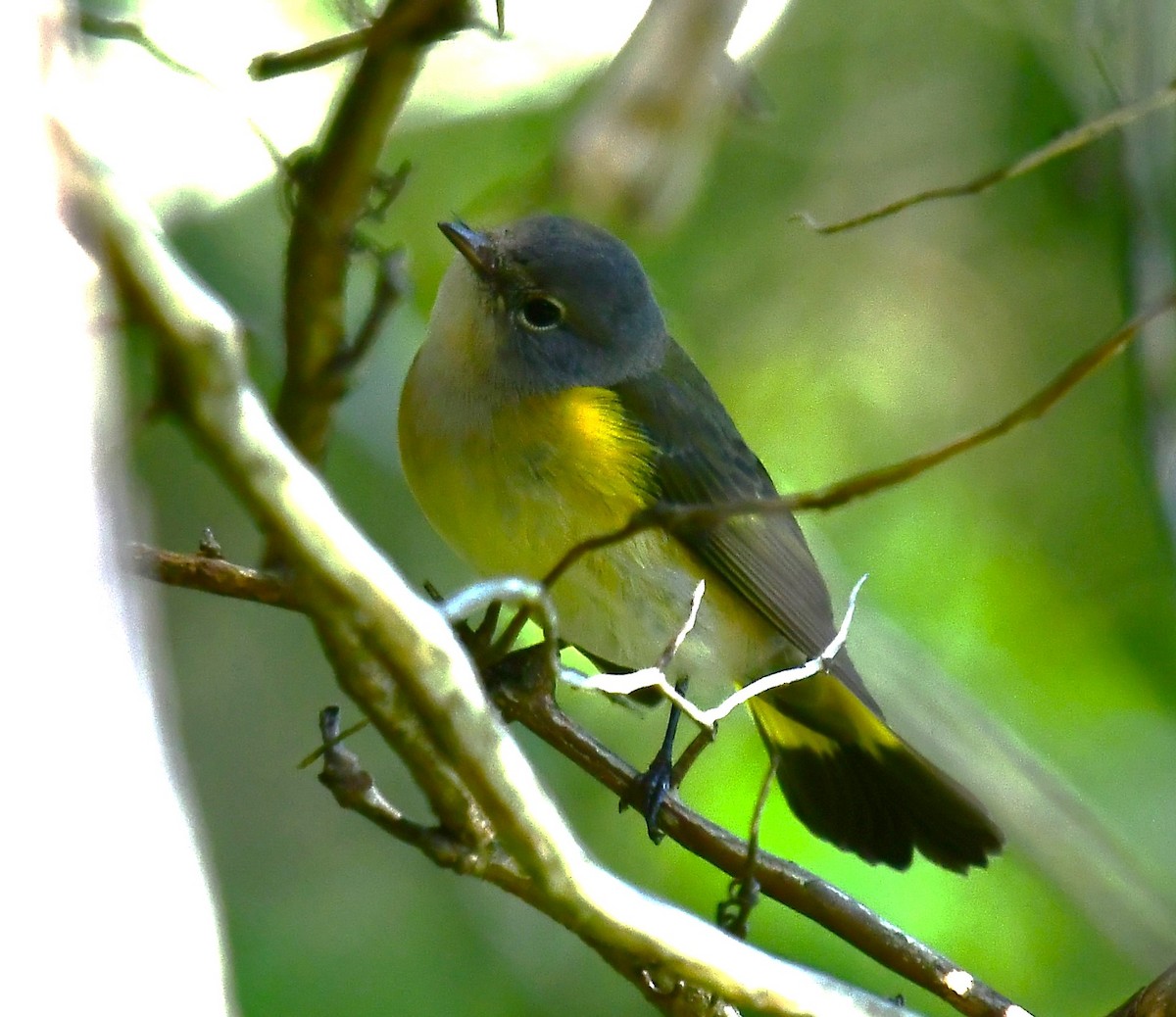 American Redstart - ML641733422