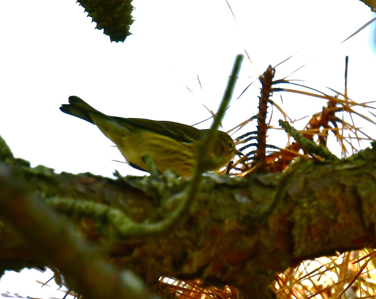 Cape May Warbler - ML641733437