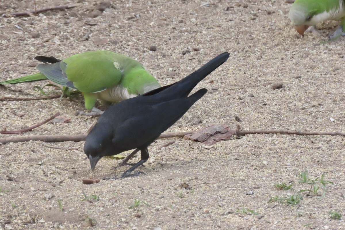 Screaming Cowbird - ML641733440