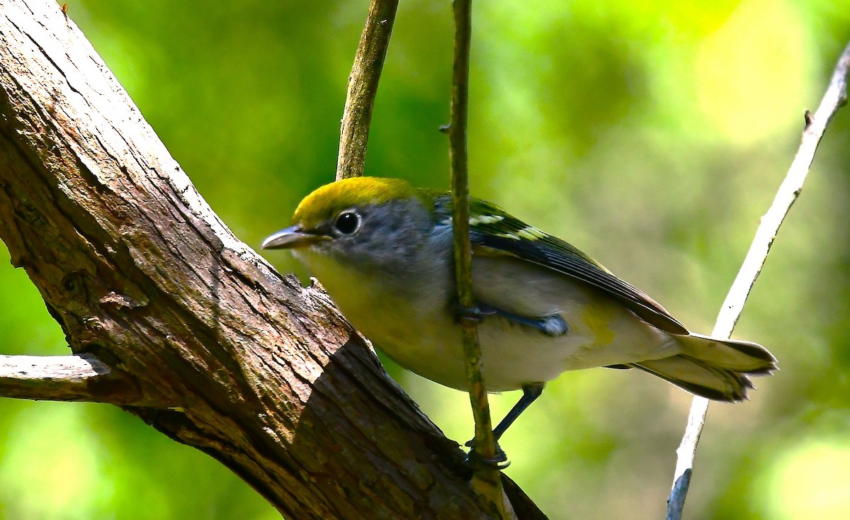 Chestnut-sided Warbler - ML641733455