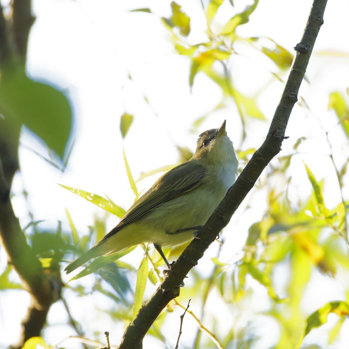 rødøyevireo - ML641733472