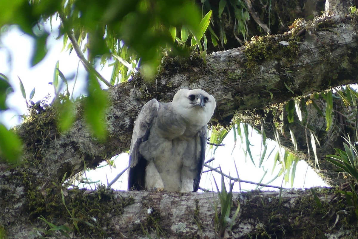 Harpy Eagle - ML641733474